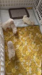 管野真美ブリーダーのブログ：子犬部屋に移動！