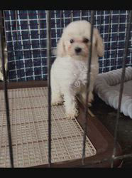 管野真美ブリーダーのブログ：四兄妹、それぞれのサークル生活へ 🐶🐶🐶🐶