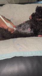 管野真美ブリーダーのブログ：妊娠エコーへ行ってきました🐾