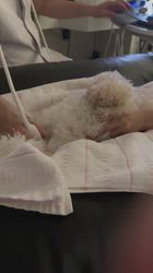 管野真美ブリーダーのブログ：初産になります😊