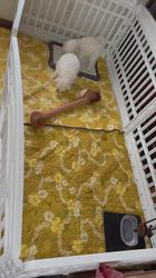 管野真美ブリーダーのブログ：姉弟ふたりの朝の風景☀️💕