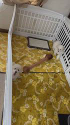 管野真美ブリーダーのブログ：2匹の朝活？