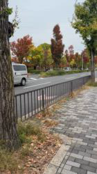 管野真美ブリーダーのブログ：ルーチェ再再診へ