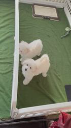 管野真美ブリーダーのブログ：今朝のふたり🐶🐶