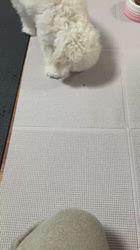 管野真美ブリーダーのブログ：次男改め、、、😊