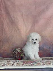 管野真美ブリーダーのブログ：長女ちゃん改め…