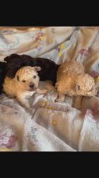 管野真美ブリーダーのブログ：11/20生まれの姉弟たち