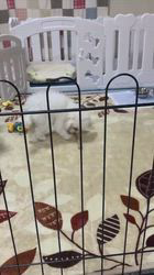 管野真美ブリーダーのブログ：ルルちゃん