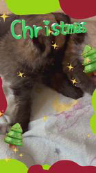 管野真美ブリーダーのブログ：色違い組