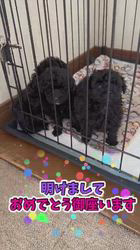 管野真美ブリーダーのブログ：🎍 新年のご挨拶 🎍