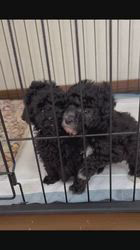 管野真美ブリーダーのブログ：チームグレー＆ブラック