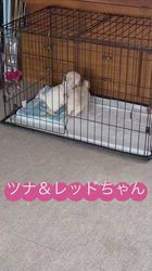 管野真美ブリーダーのブログ：子犬部屋の再編成