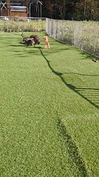 菊地原真澄ブリーダーのブログ：久しぶりの晴天