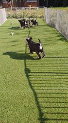 菊地原真澄ブリーダーのブログ：新年の初遊び