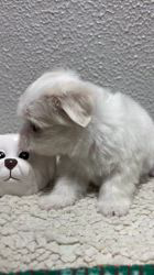 辻侑佑ブリーダーのブログ：🐶💭小さな天使、マルチーズ💭