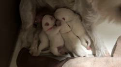 内藤福代ブリーダーのブログ：白クマちゃん🐶