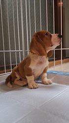 ミックス(バセットハウンド×バセコギ)【神奈川県・男の子・2025年8月9