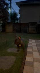 山崎宏晃ブリーダーのブログ：本物との出会いを希望される方へ