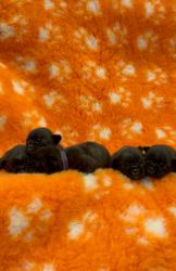 山崎宏晃ブリーダーのブログ：元気に成長しています