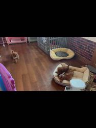 杉原敏子ブリーダーのブログ：ちびっ子仲良し運動会🎌