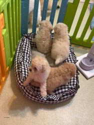 杉原敏子ブリーダーのブログ：姫花ベビー❤️女の子✨✨✨