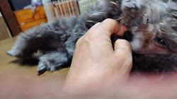 神永百合子ブリーダーのブログ：ママ犬候補のトイプードルちゃん