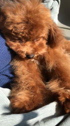 松本緑ブリーダーのブログ：たいちゃん