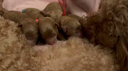 鑪利枝ブリーダーのブログ：可愛い赤ちゃん、生まれました