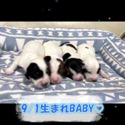高井明美ブリーダーのブログ：9／1パイボールド子犬生まれました