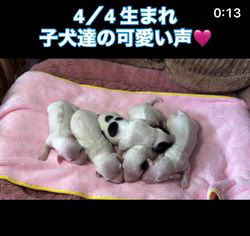 高井明美ブリーダーのブログ：4／4生まれ子犬　成長記録
