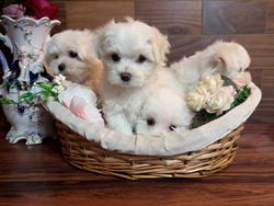 銭蘭穎ブリーダーのブログ：クリスマスセール開催中❣️