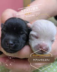 米森直子ブリーダーのブログ：ケアスティー誕生！ケアーンテリア×ウエスティ