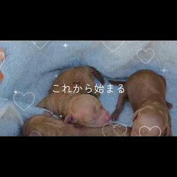 竹内愛ブリーダーのブログ：お迎えありがとうございます♡