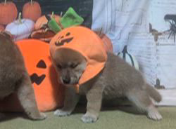 犬飼政人ブリーダーのブログ：ハッピーハロウィンおばけ