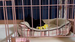 柳谷菊代ブリーダーのブログ：ハウスでの過ごし方