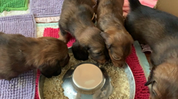 金澤安奈ブリーダーのブログ：離乳食