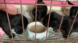 金澤安奈ブリーダーのブログ：チビっ子たち、離乳食開始❣️