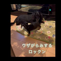 金澤安奈ブリーダーのブログ：チビとデカ