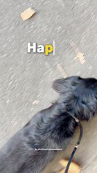 金澤安奈ブリーダーのブログ：💫 11月14日お散歩🏃‍♂️🐕🎶