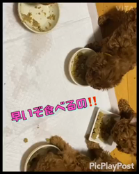 加藤浩由ブリーダーのブログ：ご飯の時間