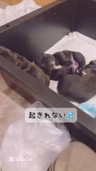 浪口剛ブリーダーのブログ：20250905