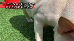 浪口剛ブリーダーのブログ：20260409