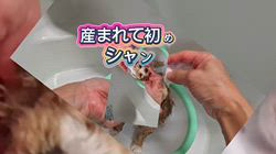 竹澤まりブリーダーのブログ：初めてのシャンプー
