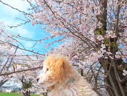 竹澤まりブリーダーのブログ：初めての桜
