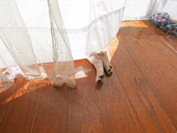 竹澤まりブリーダーのブログ：フレブレのPOPOちゃん