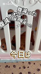鬼頭昌宏ブリーダーのブログ：だんご三兄弟🍡ごはん動画撮影してみた🙌✨