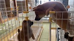 横田幸治ブリーダーのブログ：朝から😊かわいい🐕🐕