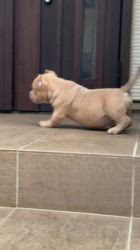 松原智子ブリーダーのブログ：現在募集中のエキゾチックブリーパピー✨✨