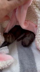 松原智子ブリーダーのブログ：パグpuppy誕生🐣