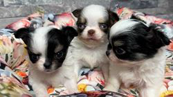 向田友美ブリーダーのブログ：ベジータbaby